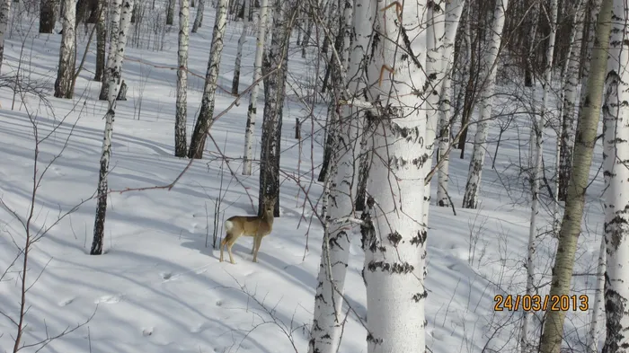 Красавица косуля